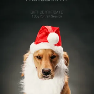 Gift Certificate - Studio Portrait Session